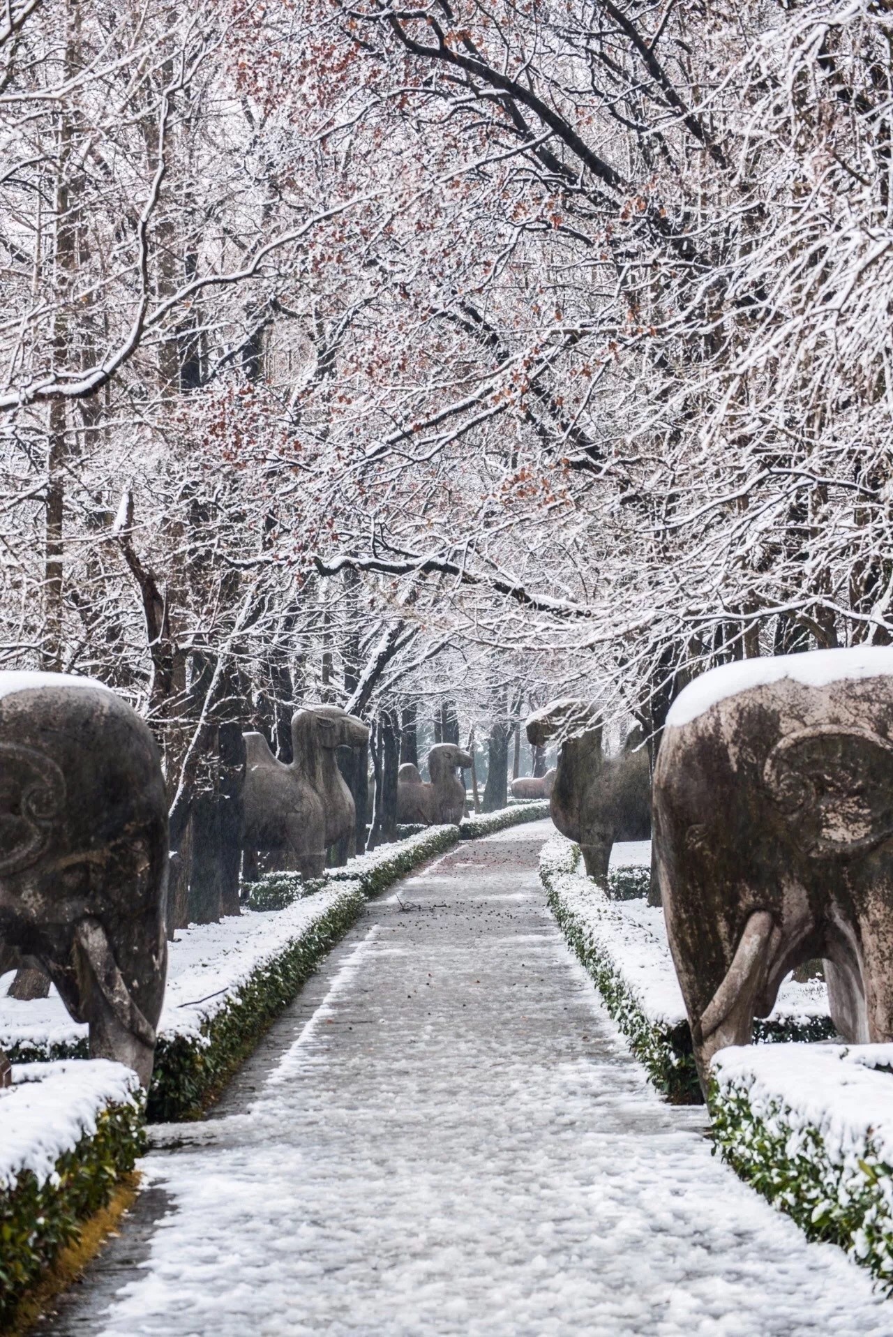 南京雪景图片大全唯美图片