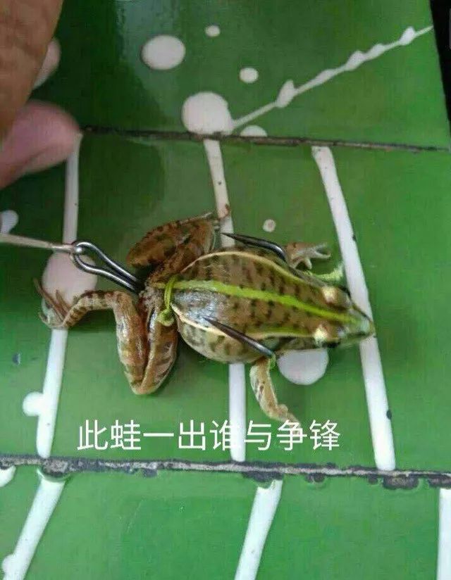 雷蛙的绑法图片