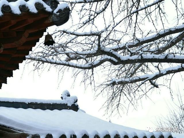 雪落古刹庭幽深,腊梅花开暗香来,洛阳白马寺雪景