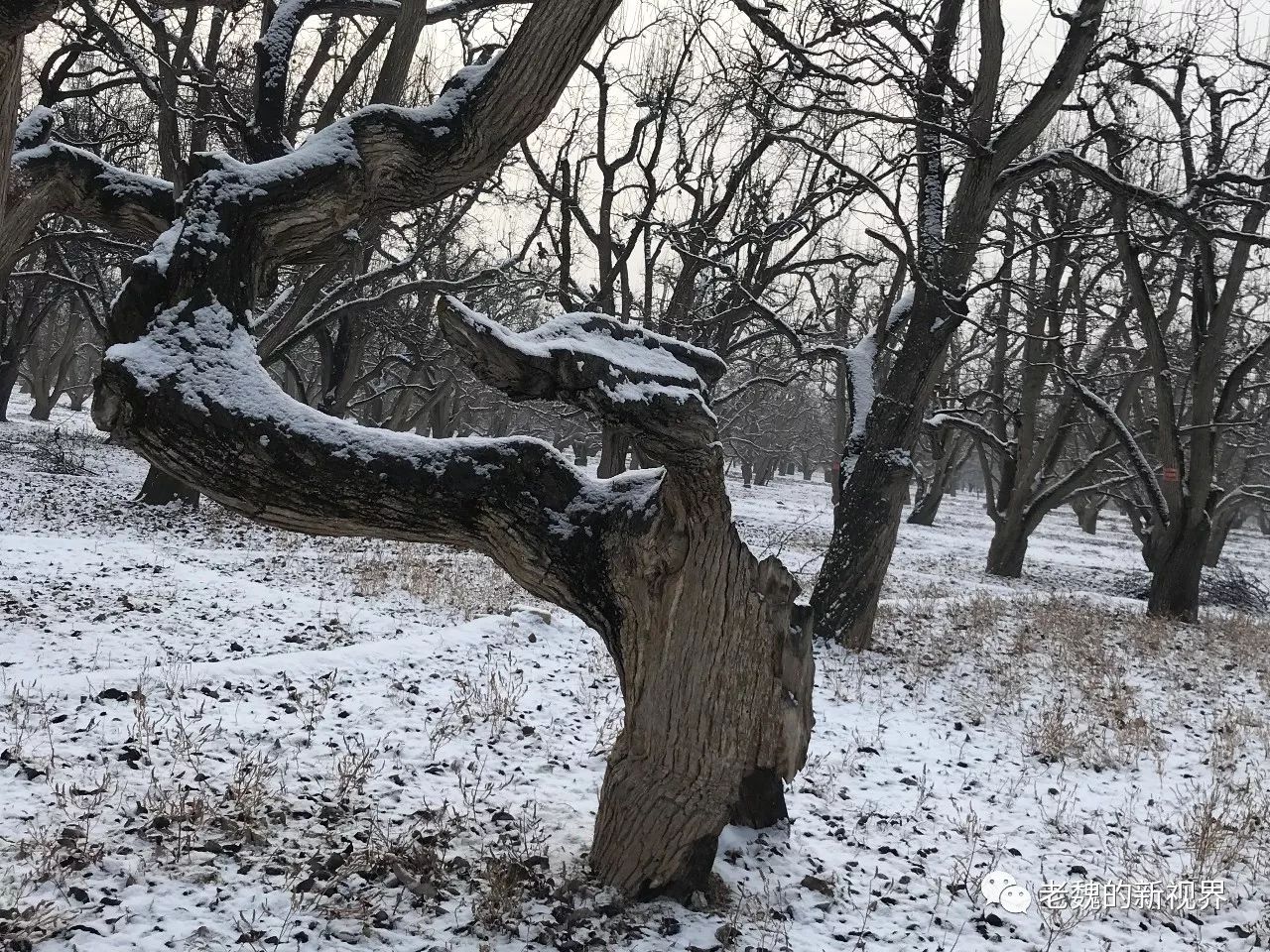 雪后的古梨树为你摆了个pause