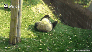 每次看到大熊猫出丑两脚兽就哈哈哈哈哈哈哈哈大笑duang