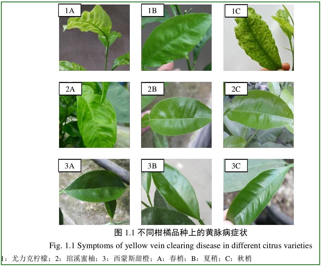 重磅消息:柑橘新病害之柑橘黃化脈明病