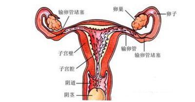 输卵管分段的解剖图图片