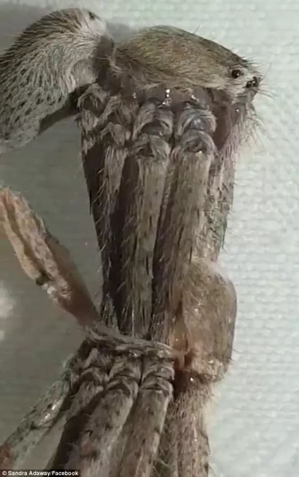 视频显示,这只灰色蜘蛛正在蜕皮,身上的16条腿逐渐变为8条