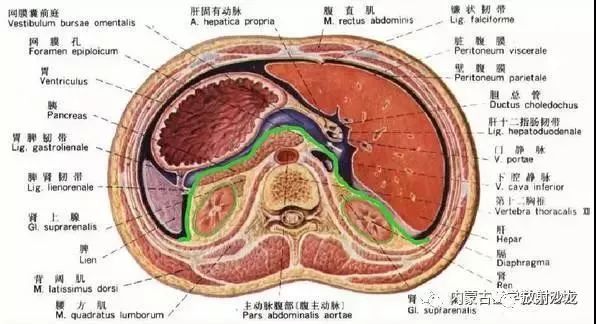 2,腎周間隙:腎上腺,腎,腎血管,輸尿管,腎脂肪囊.