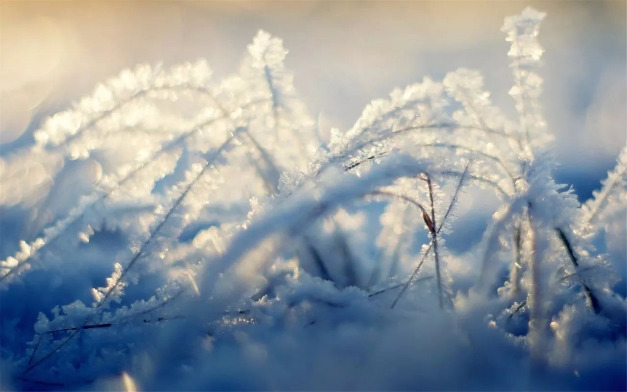 悦读丨鲁彦:雪