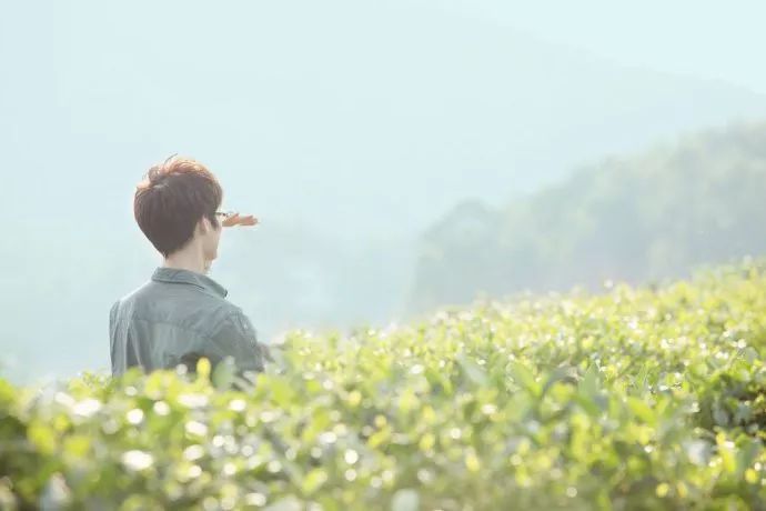 雲南這個又仙又美的萬畝茶園藏不住了元旦才正式開放不要門票