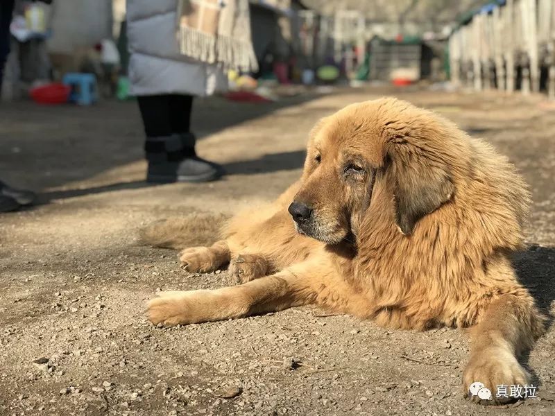 請愛護人類最親密的朋友記南坊街道小朱塢村點點流浪貓狗救助站採訪