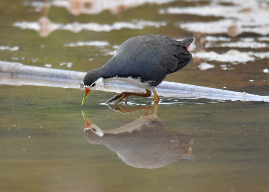 野外觀鳥白胸秧雞溼地倒影