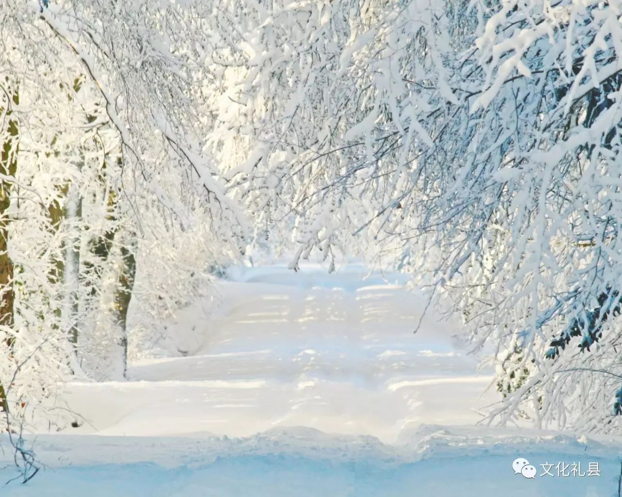 雪文/安小霞1你一來夜便沒有那麼黑了裹著月光飛