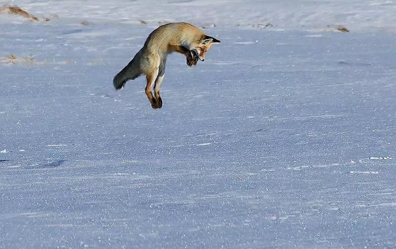 精彩连拍!赛里木湖小赤狐上演雪地捕鼠绝活