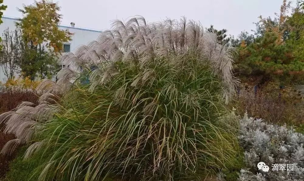 园林植物丨芒草篇