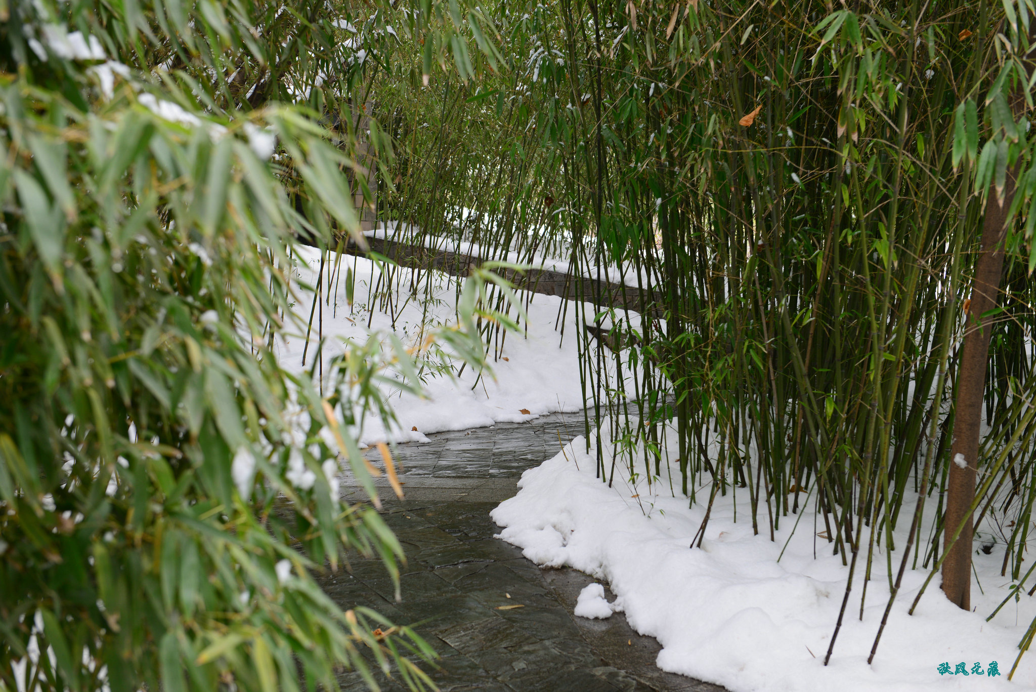 公園內的白楊,翠竹和樹木屹立在雪地裡,雪色讓這些樹木多了一份靚麗