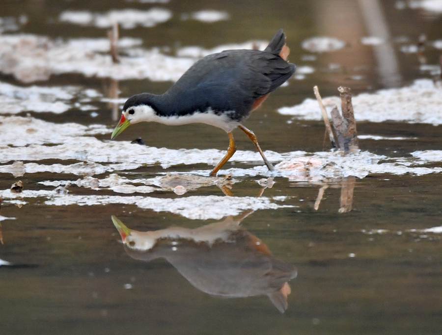 野外觀鳥白胸秧雞溼地倒影