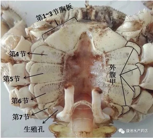 螃蟹眼睛结构图片