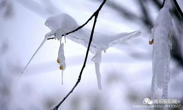 洛陽新安落雪的早晨行人街景雪樹冰掛一幅幅唯美的冬日畫面