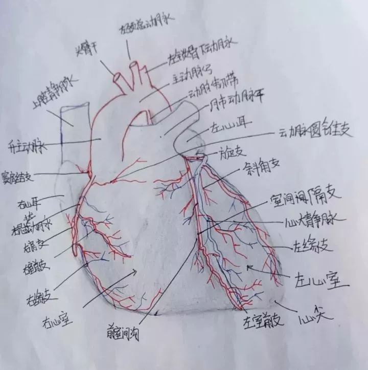 中动脉管壁结构手绘图图片