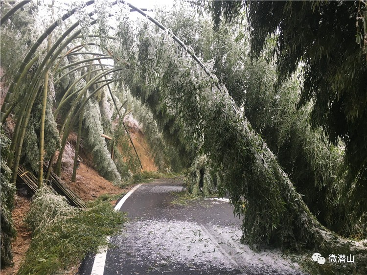 组图潜山的冻雨压断了电线压坏了竹