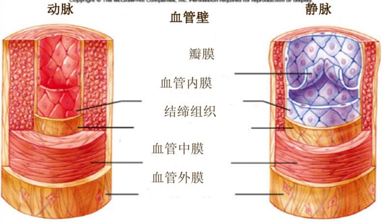 血管解剖结构示意图避免误诊误判,超声医生要注重诊断基本功训练和