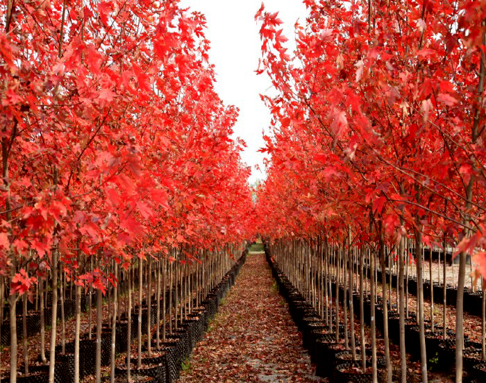 宿州美國紅楓苗紅楓樹紅楓基地_十月光輝品種介紹