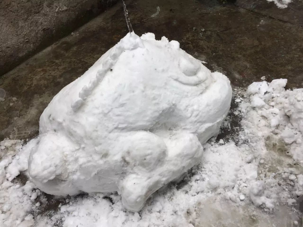 真正的雪怪图片