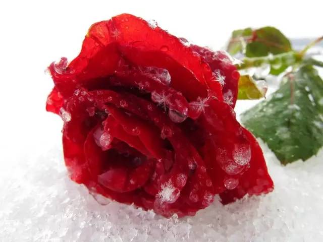 铿锵玫瑰唯美图片