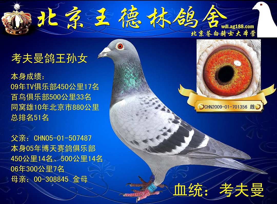 北京名家王德林鸽舍几羽精品成绩鸽种鸽欣赏出售血统詹森考夫曼盖比