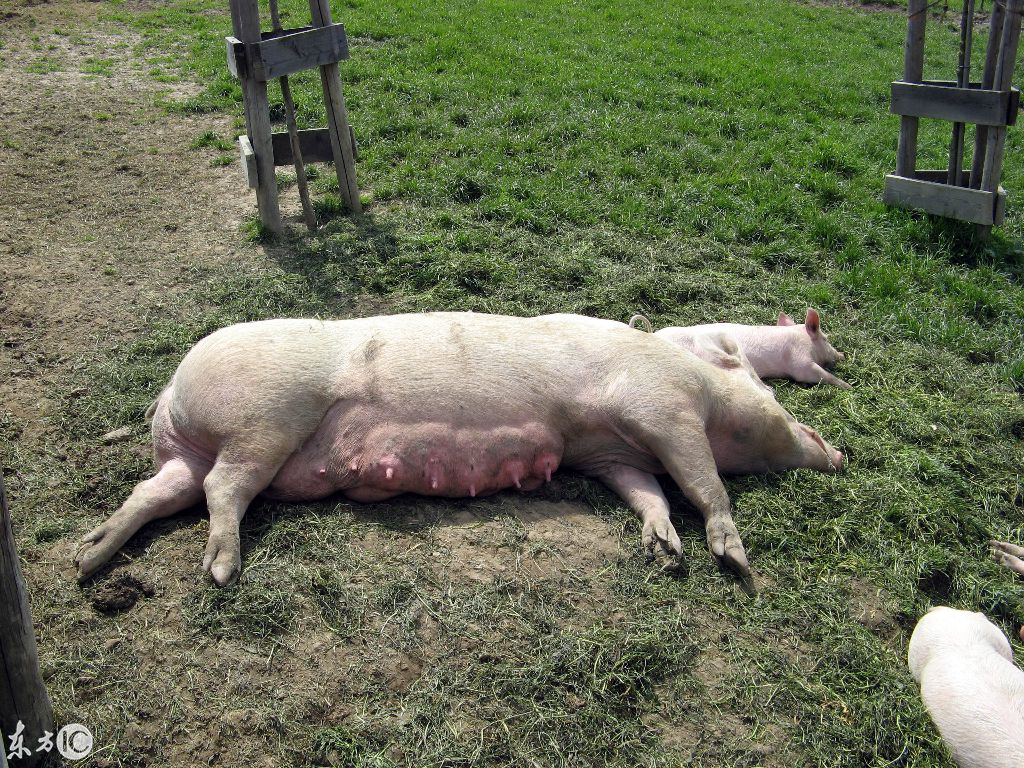 猪妖娆侧躺图片