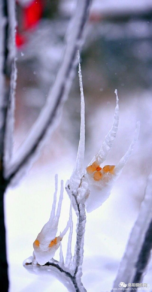 洛陽新安落雪的早晨行人街景雪樹冰掛一幅幅唯美的冬日畫面