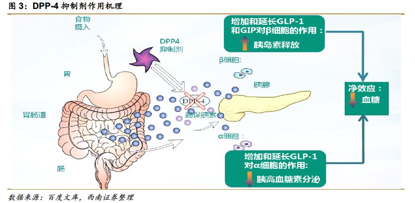 2.1 dpp-4抑制剂可口服降低血糖,且不易诱发低血糖和增加体重