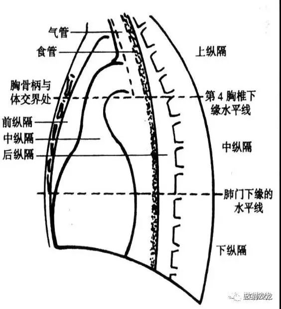 纵隔解剖   纵隔疾病x线诊断要点