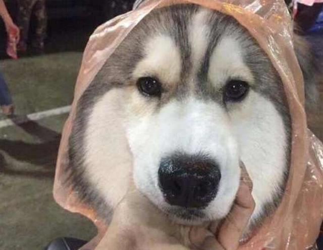狗在雨中被淋的表情包图片