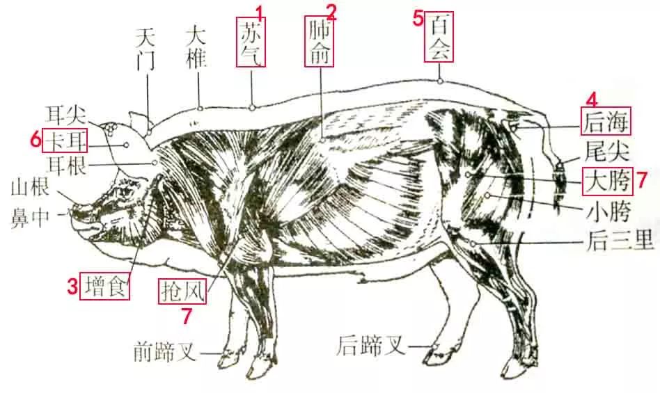 猪腿部肌肉注射部位图片