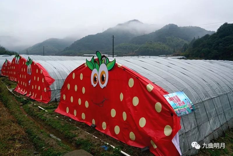 奉化尚田草莓基地图片