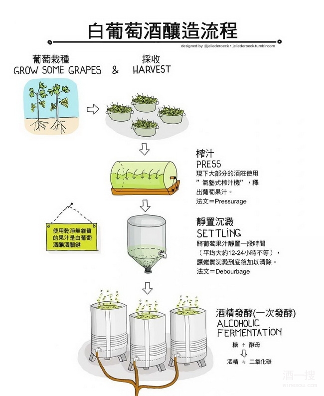 圖解白葡萄酒的釀造流程