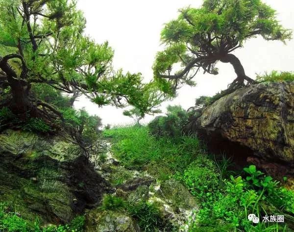 草缸迎客松造景60缸图片