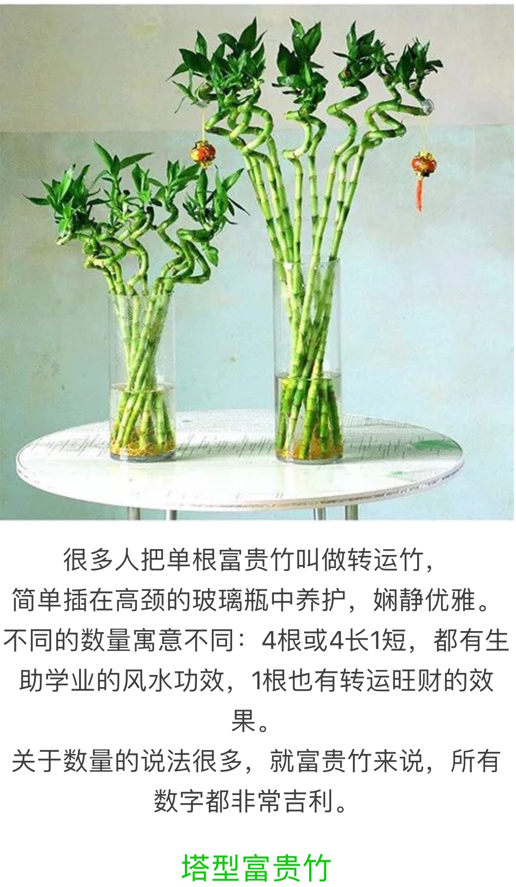 富贵竹的寓意象征图片