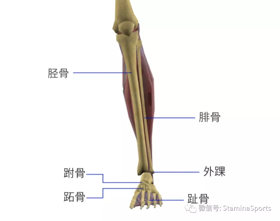 小腿结构