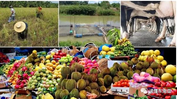 【泰国新闻】回顾泰国农业经济发展20年:政策到位是脱贫很关键
