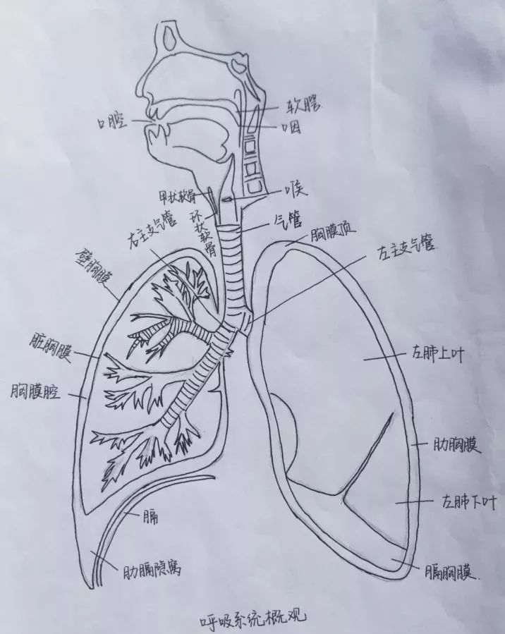 肺的解剖图手绘彩色图片