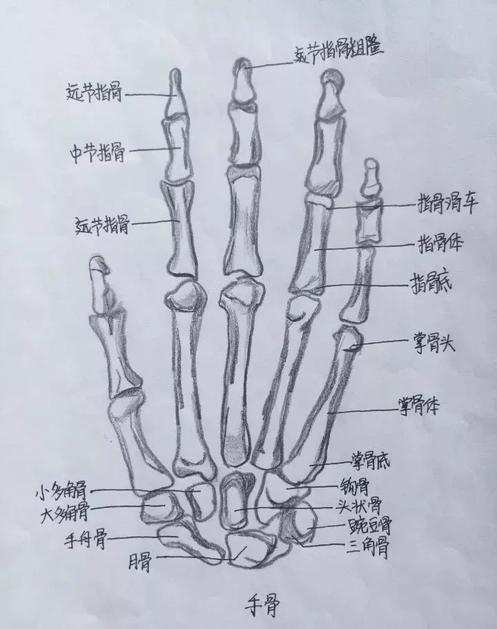 任性医学生手绘解剖图谱