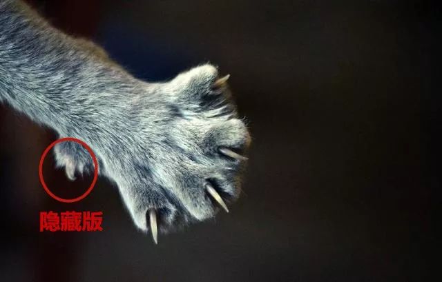 猫科动物的爪子结构图图片