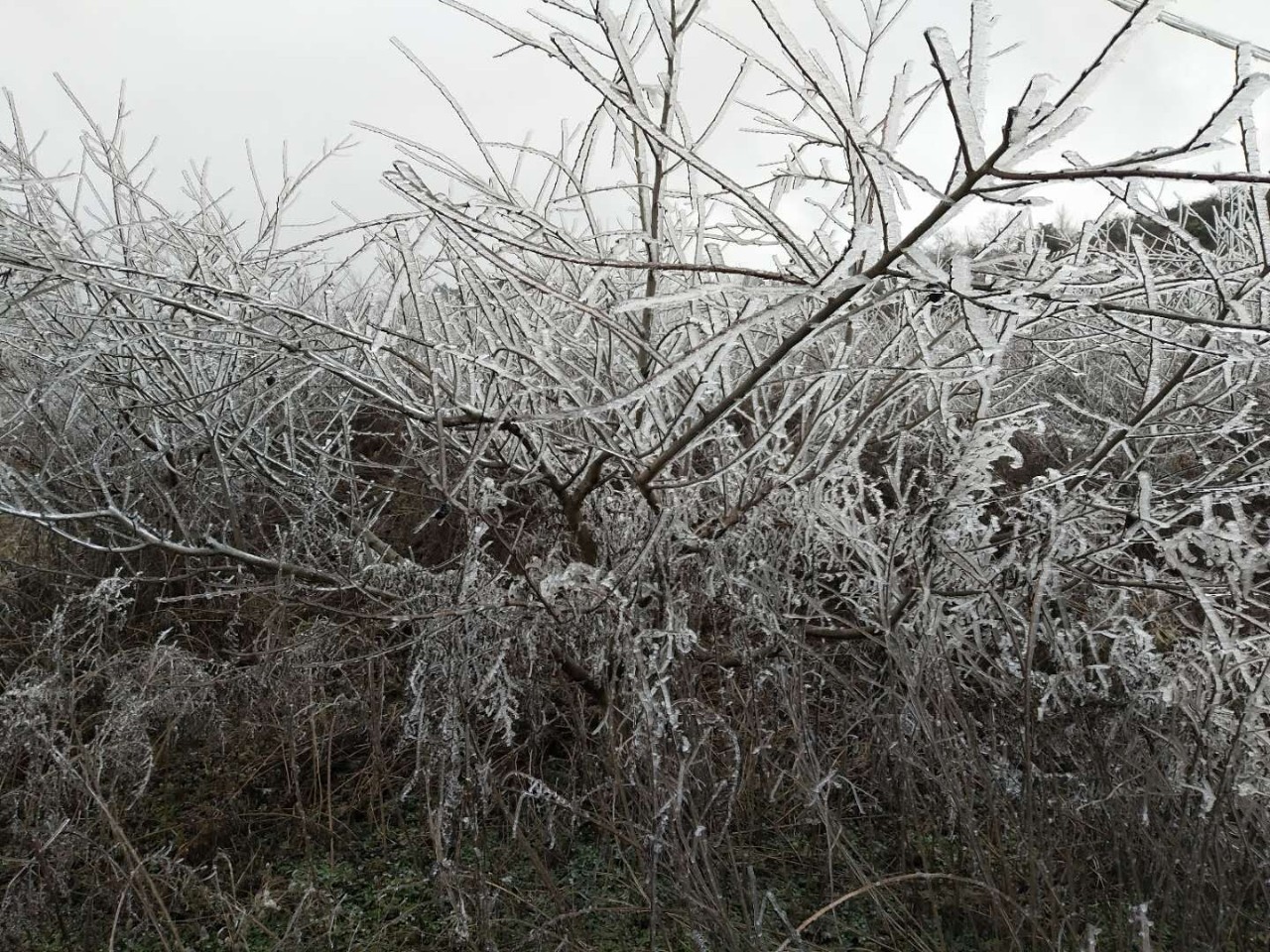 图为瓮安永和镇萍水村冻雨景象(田红莉/供图)