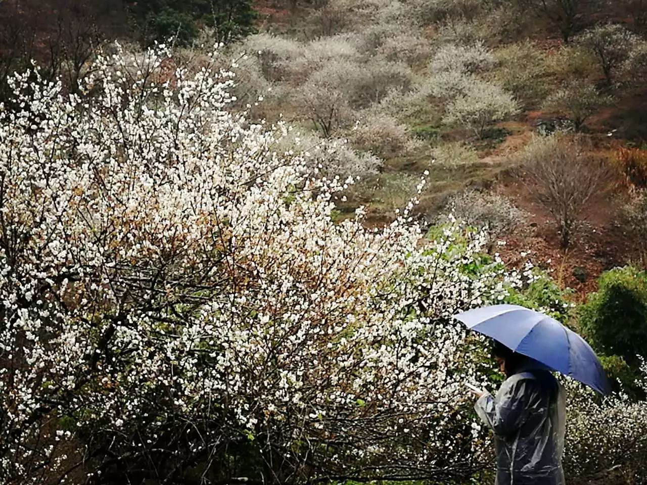 第四届中国永泰"李梅节"开启赏梅季