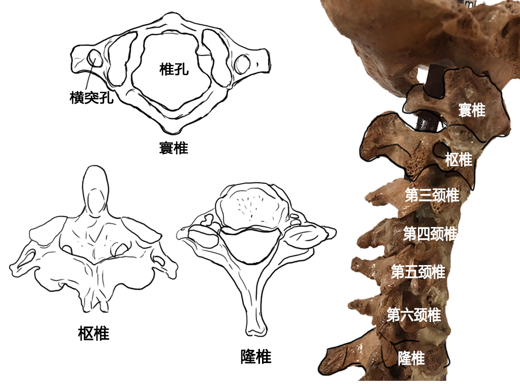 隆椎解剖图图片