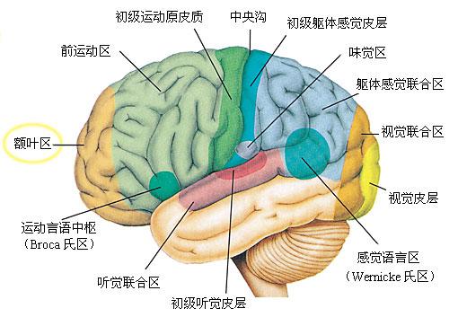 大脑半球外侧面解剖图图片