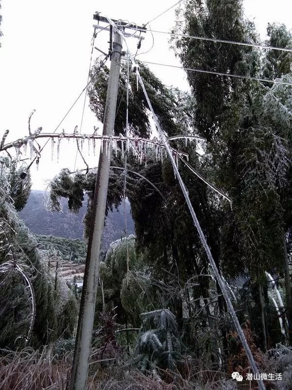 组图潜山的冻雨压断了电线压坏了竹