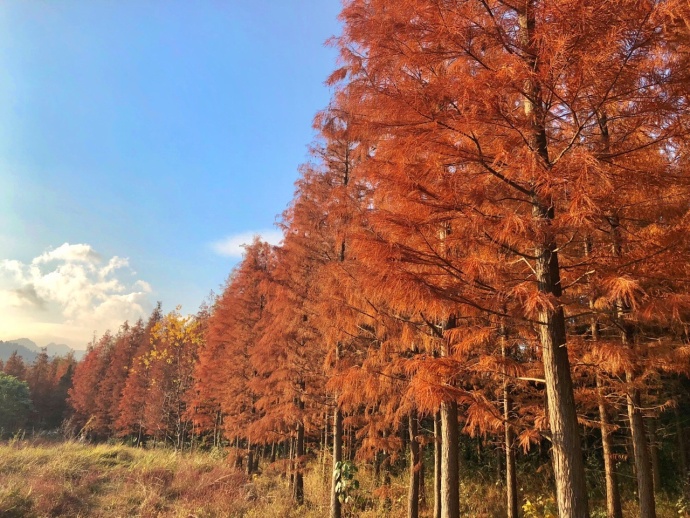 福州又黃又紅還超火的八大拍照聖地,錯過一處悔一年!