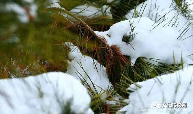 洛陽新安落雪的早晨行人街景雪樹冰掛一幅幅唯美的冬日畫面