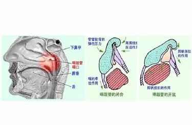 咽鼓管与鼻子连接图图片